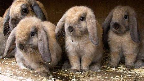 Rabbits at Brinsley Animal Rescue