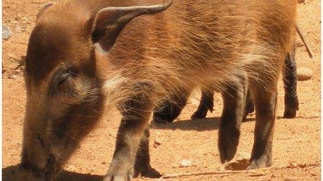 Red river hogs