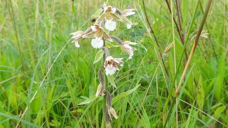 Marsh Helleborine