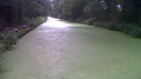 Duckweed covering the canal at West Byfleet