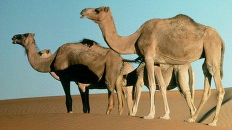 Dromedary camel