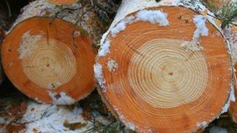 Scots pine logs in Chernobyl exclusion zone (Image courtesy of Tim Mousseau)