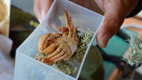 A molted crab