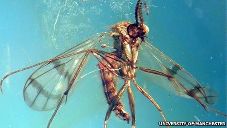 Proceroplatus preziosii