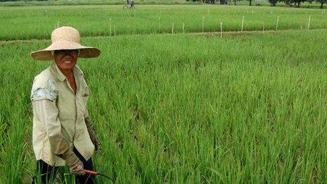 rice field