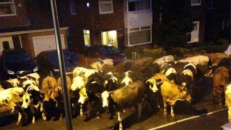 Cows in housing estate