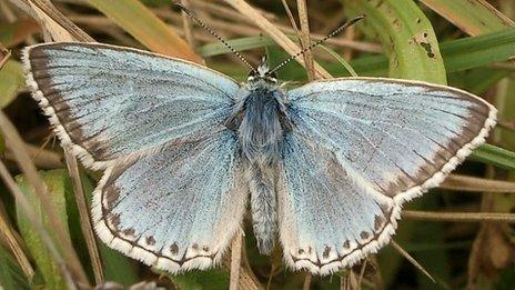 Chalkhill blue butterfly