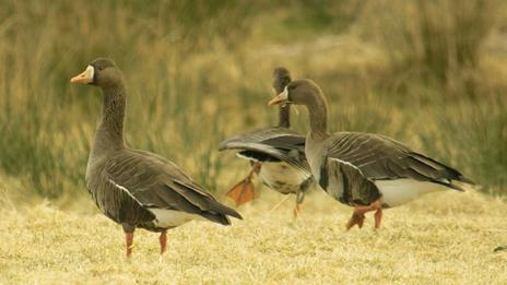 Greenland white-fronted geese