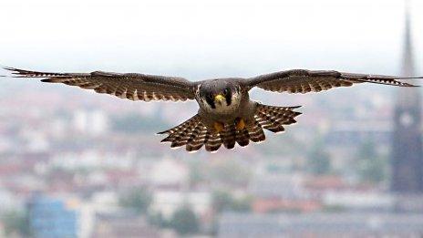 Peregrine falcon