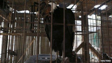 Andean condor