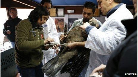 Andean condor being treated