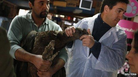 Veterinaries hold Andean condor