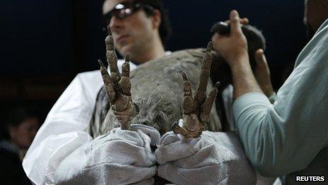 Veterinaries hold Andean condor