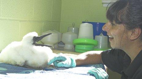 Gannet chick