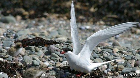 Arctic tern