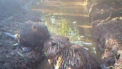 Beaver kit and parent in Devon