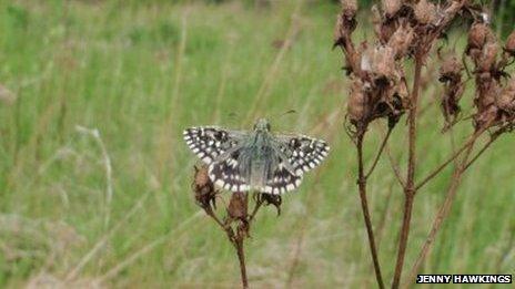 The grizzled skipper