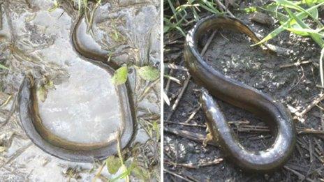 Dead eels found on riverbank