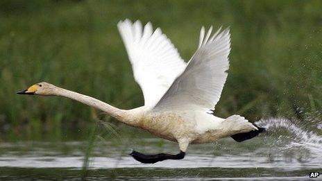 Whooper swan