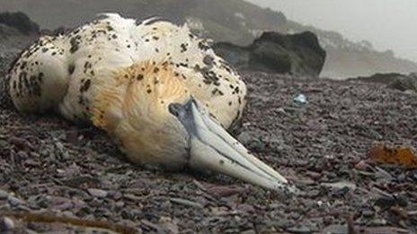 Dead gannet