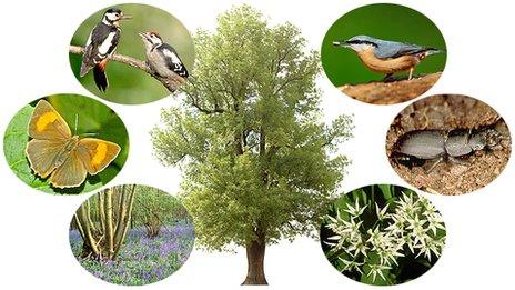 Ash tree and associated wildlife