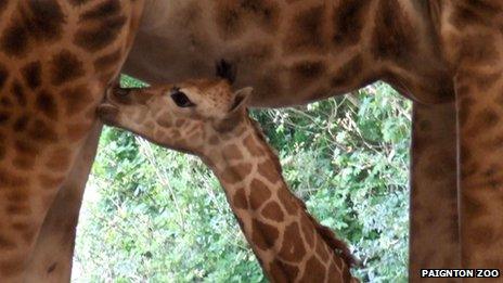 Paignton's Zoo Rothschild's giraffe, August 2013