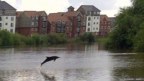 Dolphin on River Dee