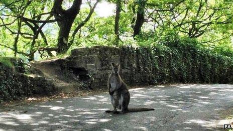 The wallaby in Yorkshire