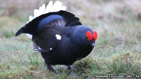 Black grouse