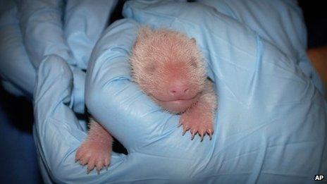 A giant panda cub in Washington DC on 25 August 2013