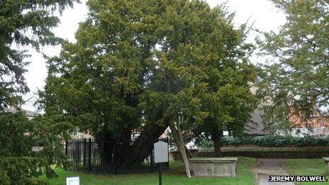 Overton's famous yews (pic: Jeremy Bolwell)