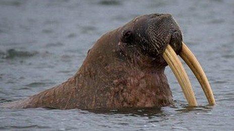 Walrus in Taimyr Peninsula