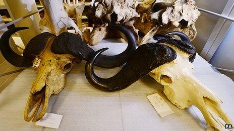 a pair of African Buffalo skulls at the Discovery Museum in Newcastle