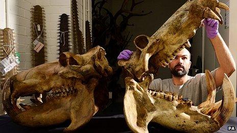 Dan Gordon, Keeper of Biology at Tyne and Wear Archives and Museums views a pair of hippo skulls at the Discovery Museum in Newcastle