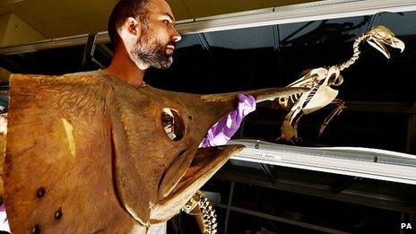 Dan Gordon, Keeper of Biology at Tyne and Wear Archives and Museums, holds a Swordfish as he catalogues the vast collection of rare and precious items stashed away beneath the Discovery Museum in Newcastle.