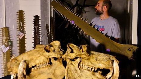 Dan Gordon, Keeper of Biology at Tyne and Wear Archives and Museums views a nose extension of a Sawfish and pair of hippo skulls at the Discovery Museum in Newcastle