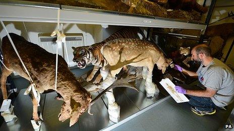 Dan Gordon, Keeper of Biology at Tyne and Wear Archives and Museums, catalogues the vast collection of rare and precious items stashed away beneath the Discovery Museum in Newcastle