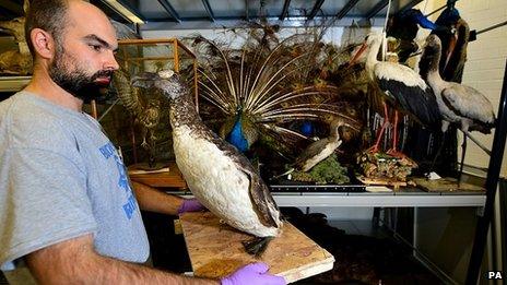 One of the rarest items is a juvenile Great Auk, a flightless bird that is now extinct