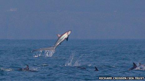 Thresher shark leaping from the sea