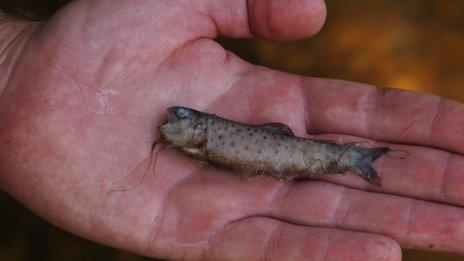 A dead juvenile brown trout found in Silchester Brook