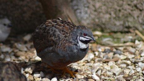 Chinese painted quail