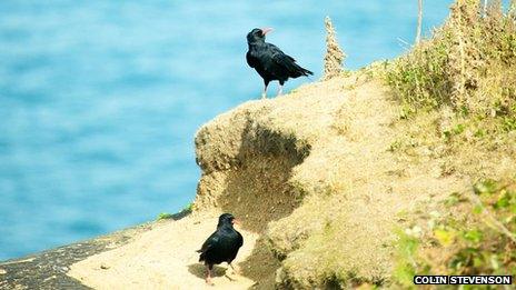 Red-Billed Chough