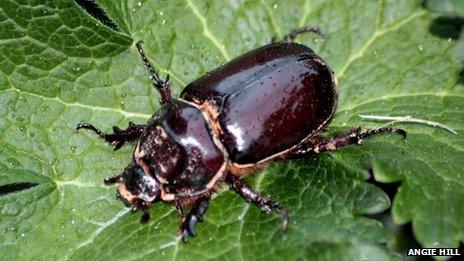European rhinoceros beetle
