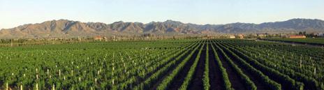 A vineyard in the countryside near Beijing