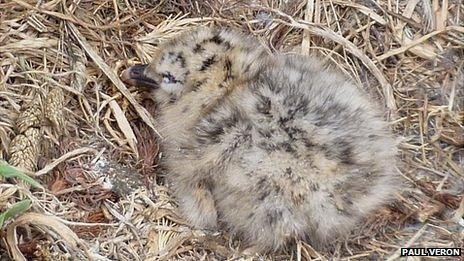 Lesser black-backed gull chick on Lihou - courtesy of Paul Veron