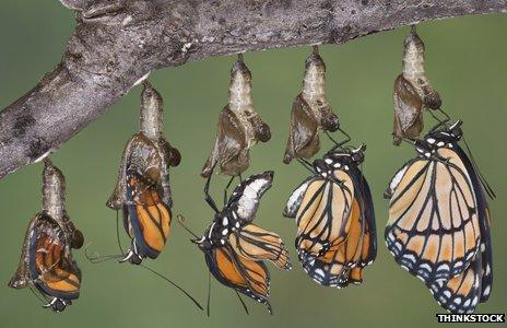 Butterflies emerging from Chrysalis