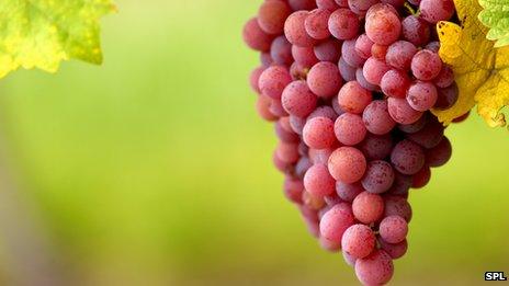 Pinot noir grapes