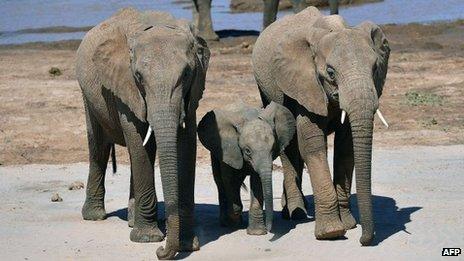 Elephants in Kenya