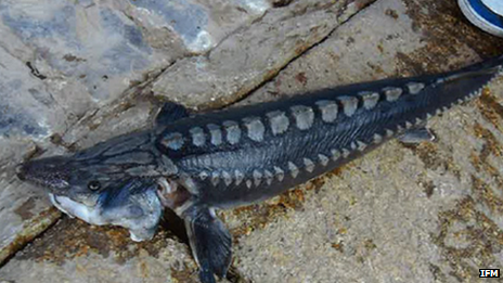 Sturgeon caught at Hobbs Point near Pembroke Dock, Pembrokeshire