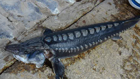 Sturgeon caught at Hobbs Point near Pembroke Dock, Pembrokeshire